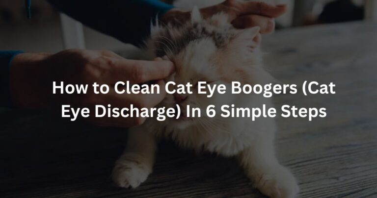 How to Clean Cat Eye Boogers (Cat Eye Discharge) In 6 Simple Steps