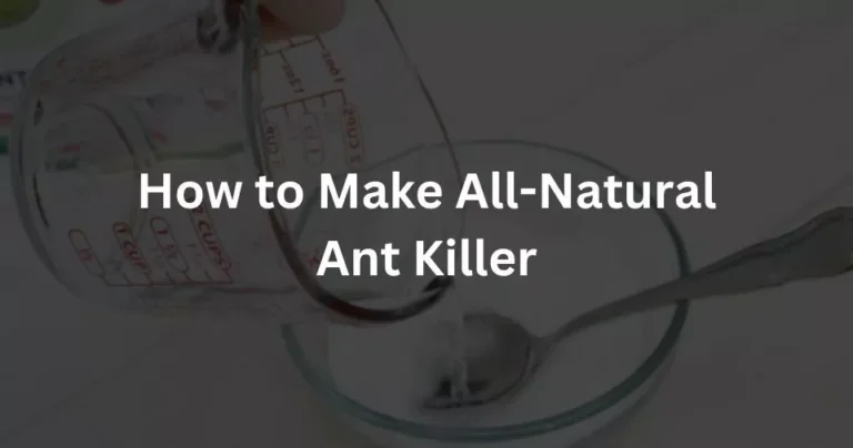 How to Make All-Natural Ant Killer