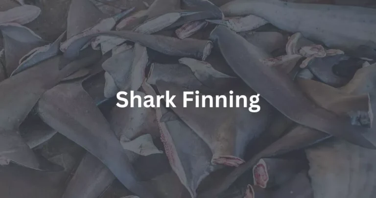 Shark Finning
