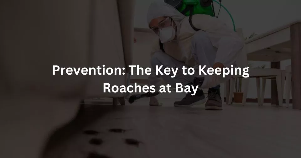 Prevention: The Key to Keeping Roaches at Bay