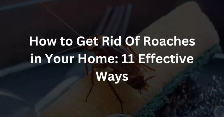 How to Get Rid Of Roaches in Your Home: 11 Effective Ways