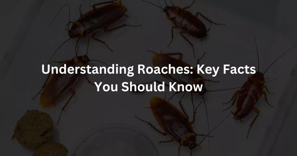 Understanding Roaches: Key Facts You Should Know