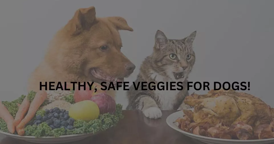 HEALTHY, SAFE VEGGIES FOR DOGS!