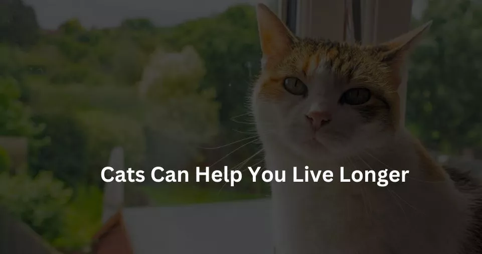 Cats Can Help You Live Longer