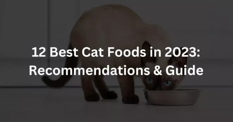 12 Best Cat Foods in 2023: Recommendations & Guide
