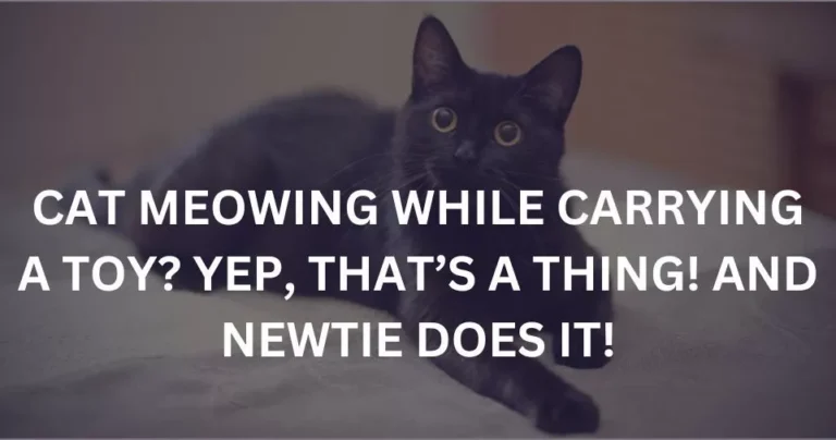 CAT MEOWING WHILE CARRYING A TOY? YEP, THAT’S A THING! AND NEWTIE DOES IT!