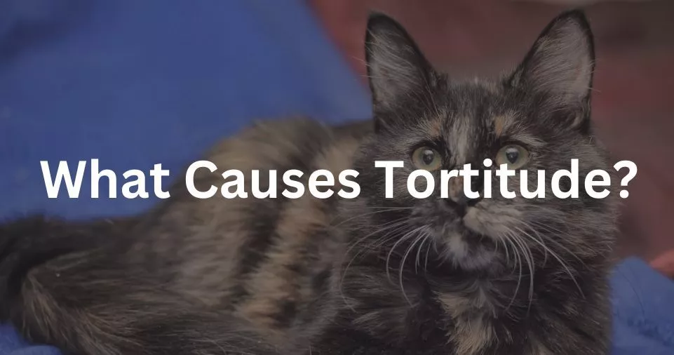 What Causes Tortitude?