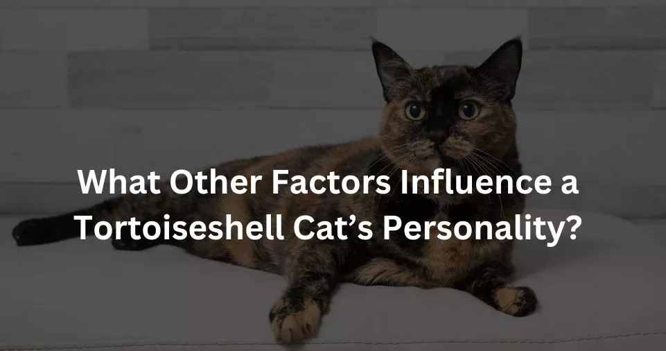 What Other Factors Influence a Tortoiseshell Cat’s Personality?