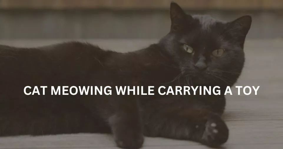 CAT MEOWING WHILE CARRYING A TOY
