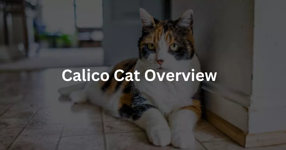 Calico Cat Overview