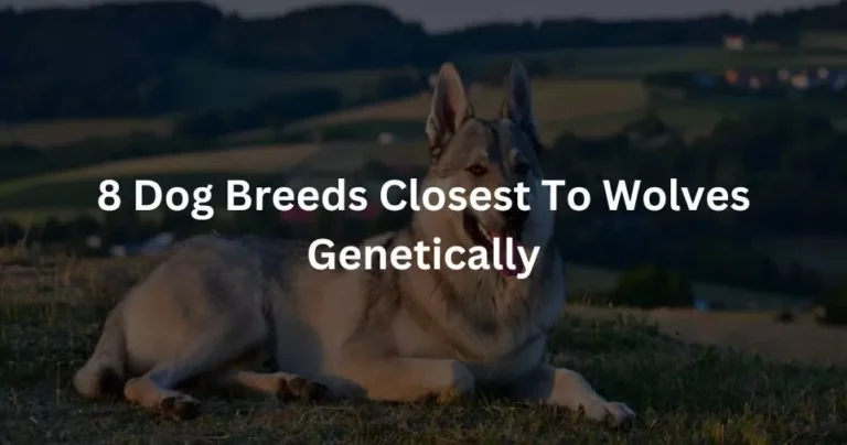 8 Dog Breeds Closest To Wolves Genetically