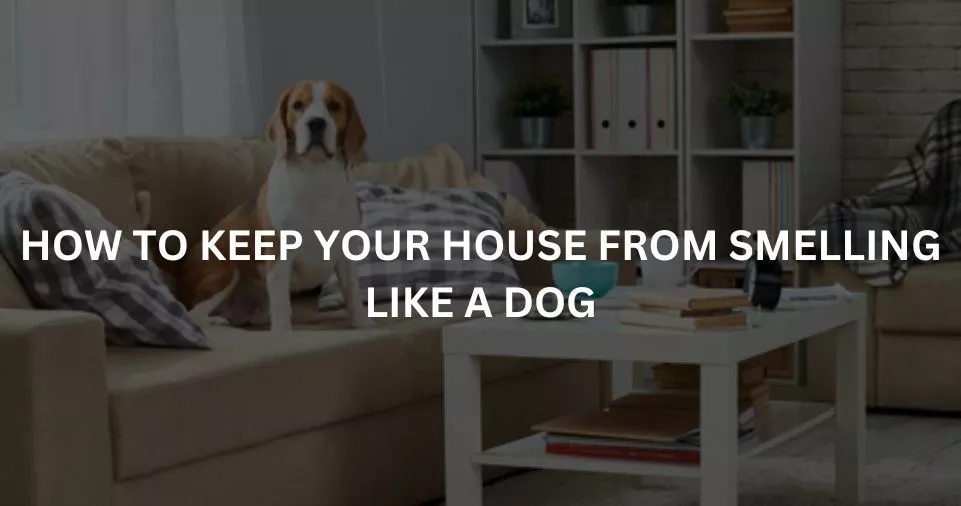 HOW TO KEEP YOUR HOUSE FROM SMELLING LIKE A DOG