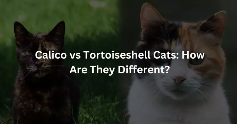 Calico vs Tortoiseshell Cats: How Are They Different?