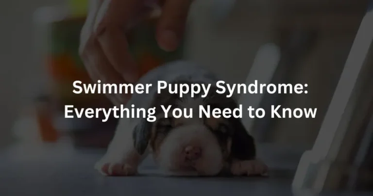 Swimmer Puppy Syndrome: Everything You Need to Know