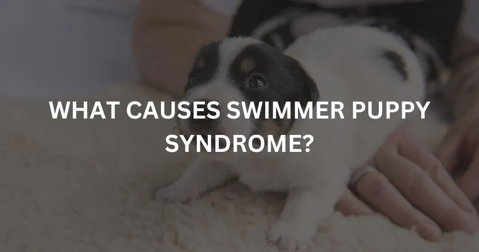 WHAT CAUSES SWIMMER PUPPY SYNDROME?